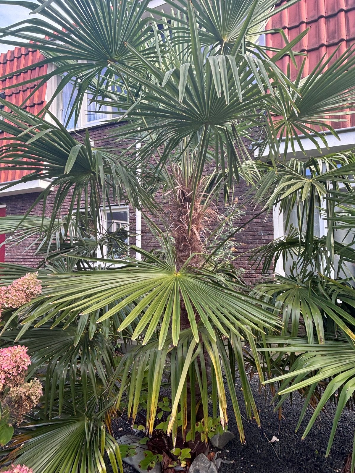 2x Palmbomen, 100 tot 250 cm, Zomer, Palmboom, Ophalen