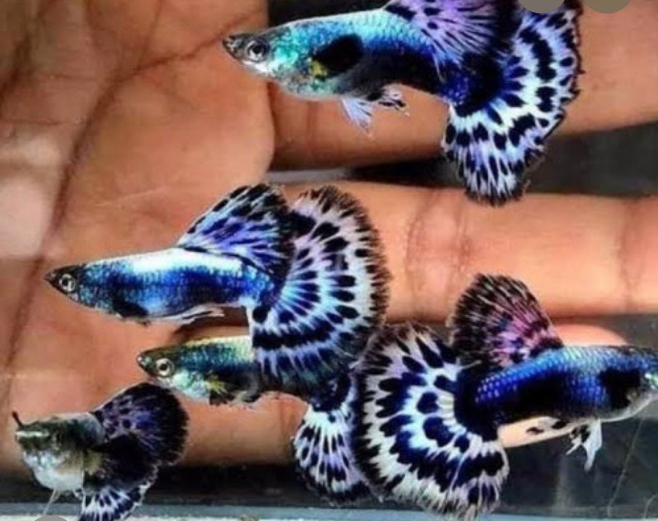 Ivory blue moisac guppy's, Vis