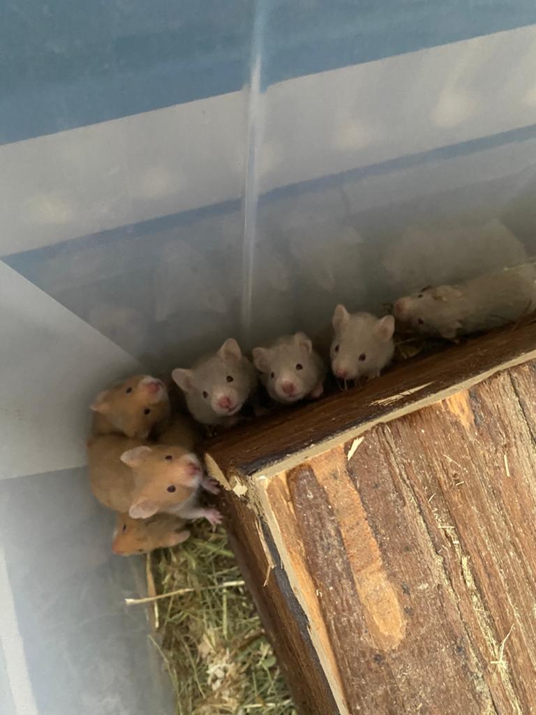 Nestje goudhamsters/ syrische hamsters, Dieren en Toebehoren, Hamster, April, Meerdere dieren, Tam