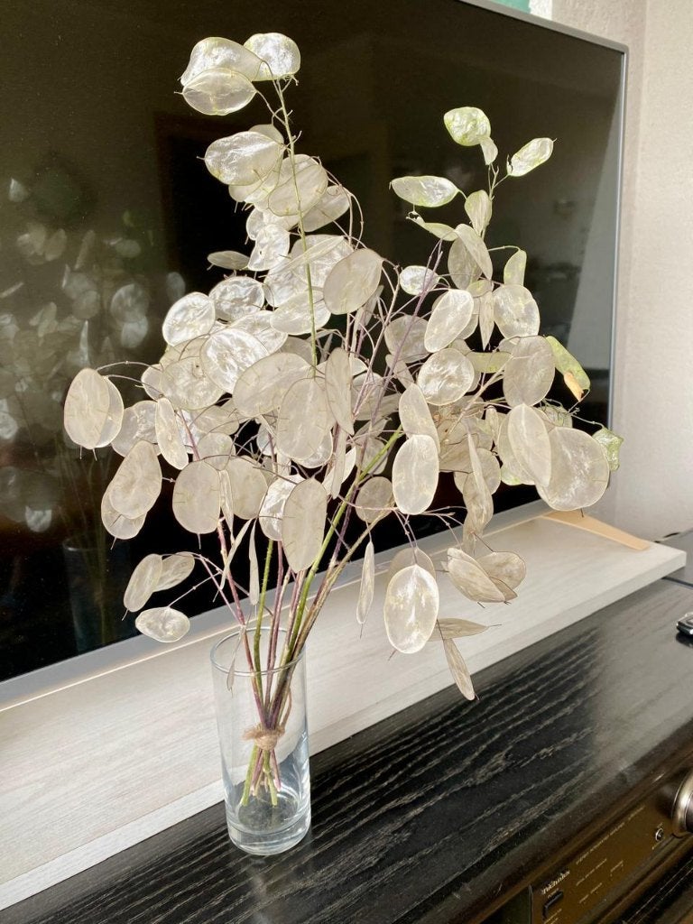 Lunaria gedroogde bloemen h 40-45cm, Huis en Inrichting, Ophalen, Nieuw