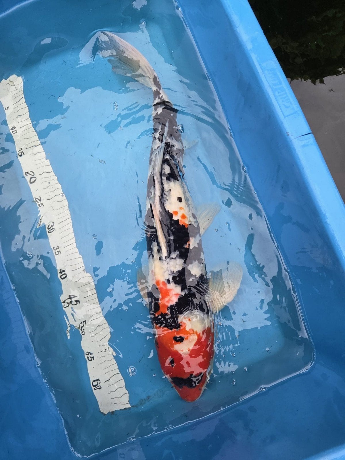 Japanse Showa Koi 58 cm, Dieren en Toebehoren, Vissen | Vijvervissen, Karper of Koi