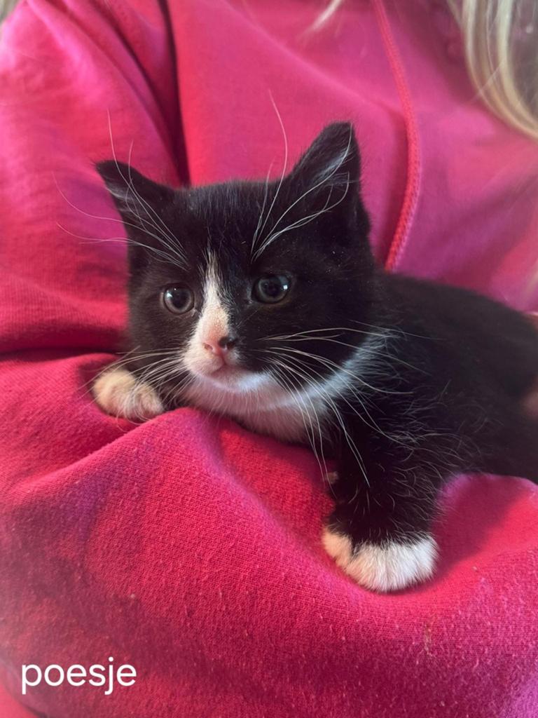 Lieve, speelse boerderij kittens, Dieren en Toebehoren, Meerdere dieren