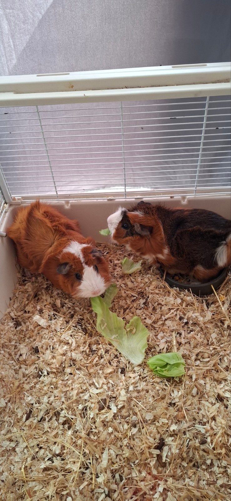 cavia, Dieren en Toebehoren, Knaagdieren, Januari, Mannelijk, Cavia