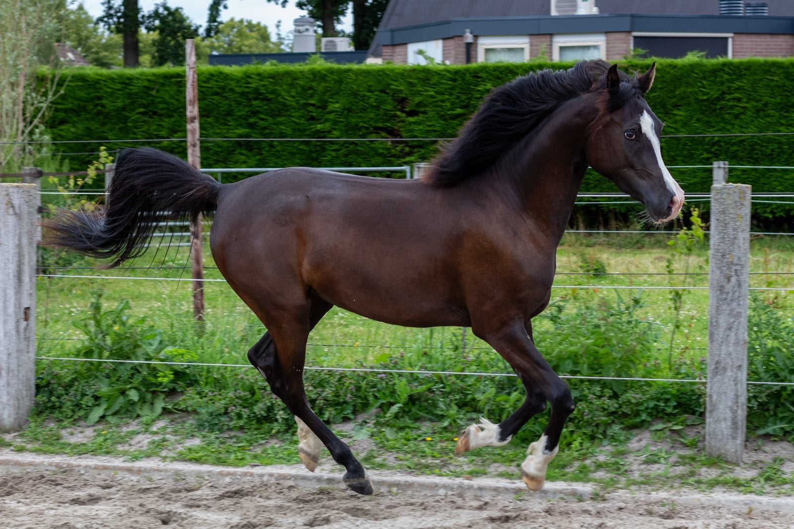 Zwarte volbloed Arabische Merrie, Dieren en Toebehoren, E pony (1.48m - 1.57m), Met stamboom, Dressuurpony, 0 tot 2 jaar
