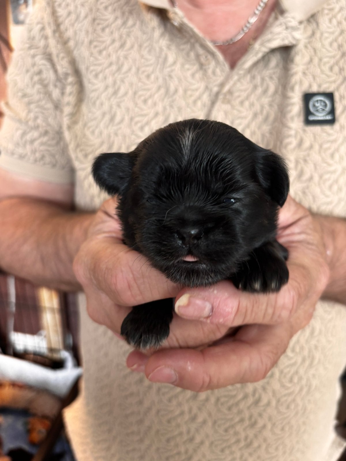 Shih tzu pup (reutje), Parvo, 8 tot 15 weken, Meerdere, Nederland