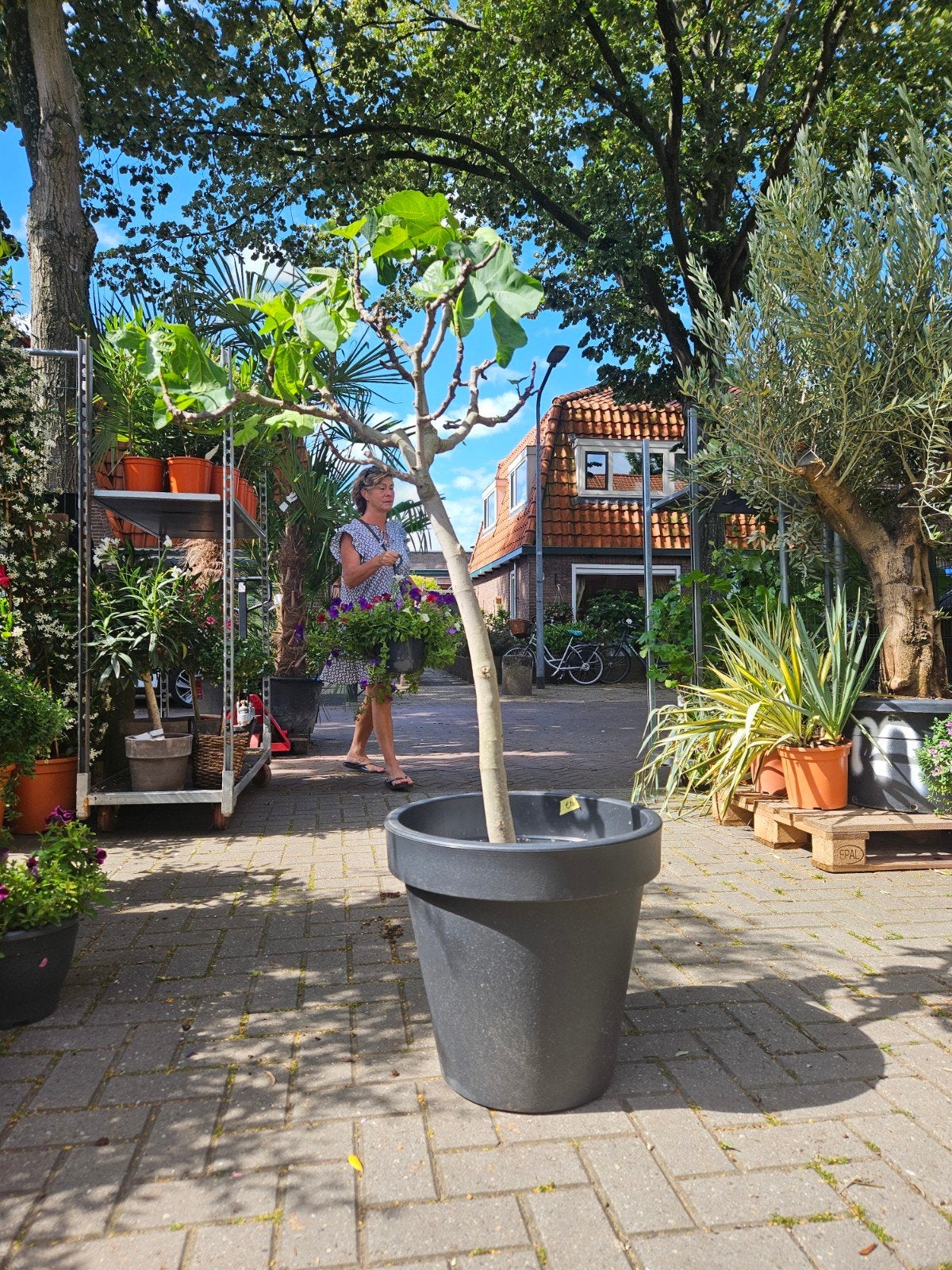 Vijgbomen 3 maten: 27,50 - 49,95 - 85 euro, Volle zon, Ophalen of Verzenden, 100 tot 250 cm, Zomer