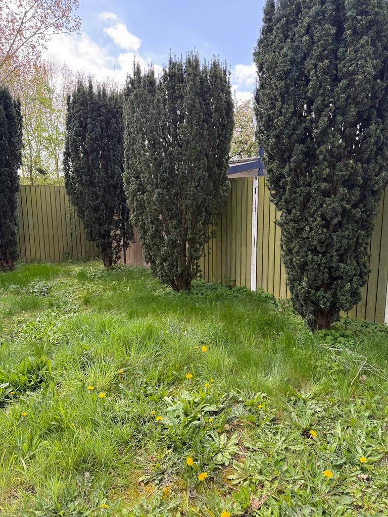 Taxus baccata (ruim 3 meter hoog, 1 meter breed) 6 stuks, Tuin en Terras, Planten | Bomen, Overige soorten, 250 tot 400 cm, Volle zon