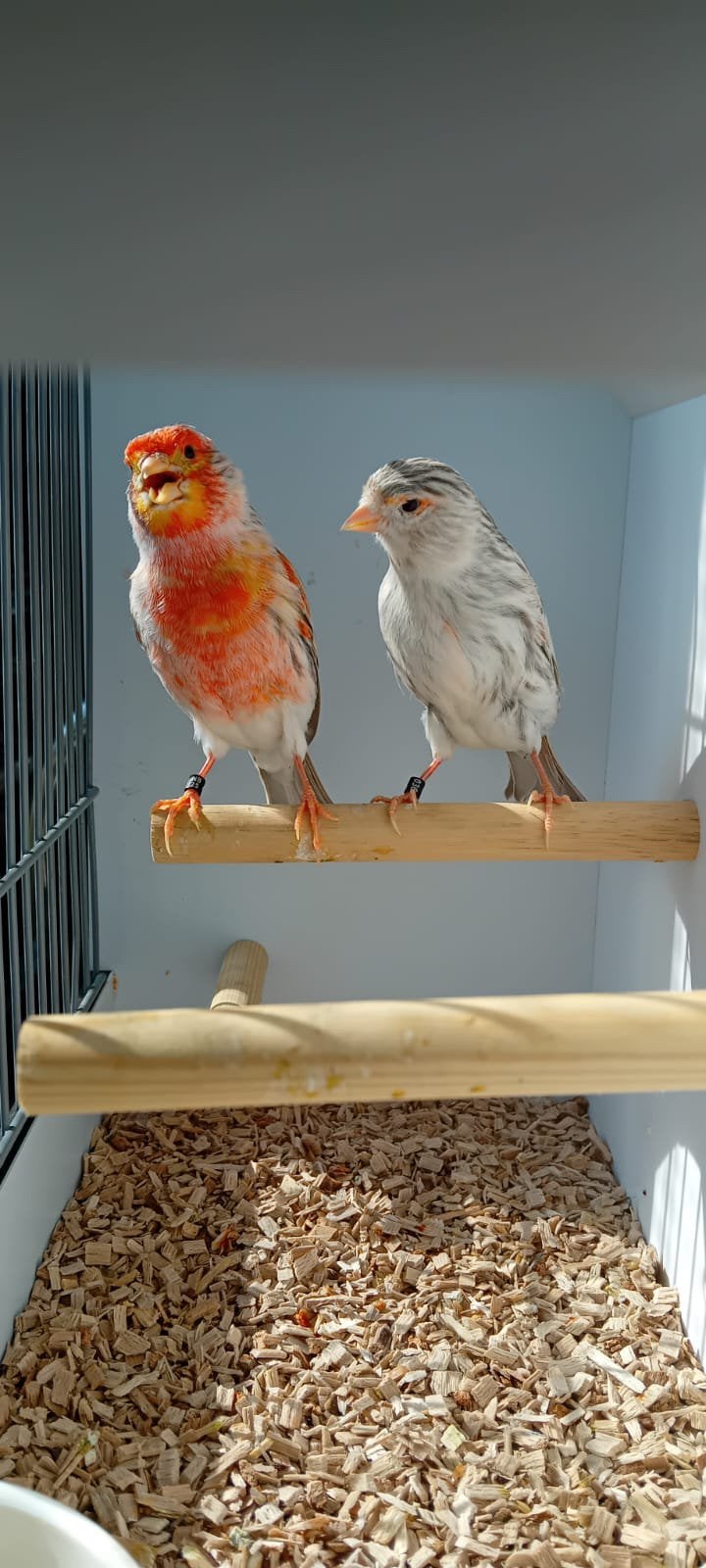Kanarie agaat topaas rood mozaïek koppel 2025, Dieren en Toebehoren, Vogels | Kanaries, Meerdere dieren, Kleurkanarie