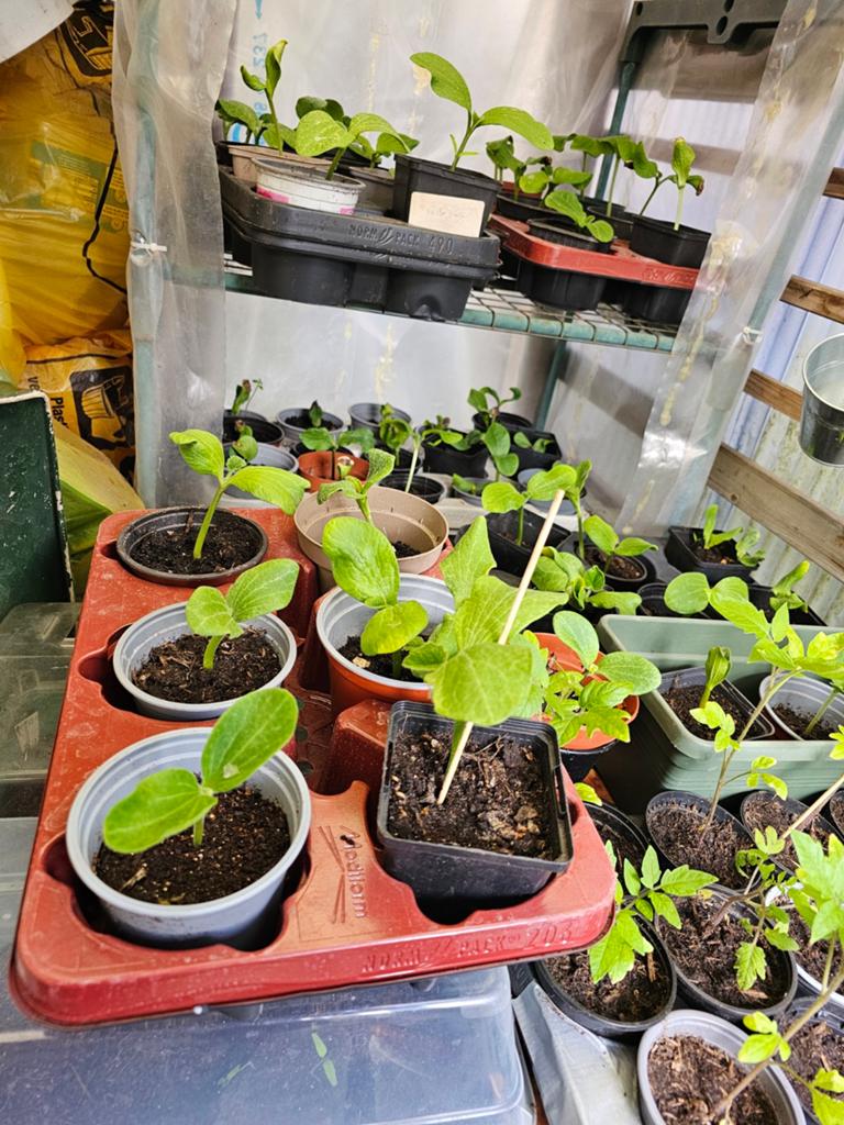 pompoenplanten en grote vleestomatenplanten., Tuin en Terras, Planten | Tuinplanten, Ophalen of Verzenden, Overige soorten, Volle zon
