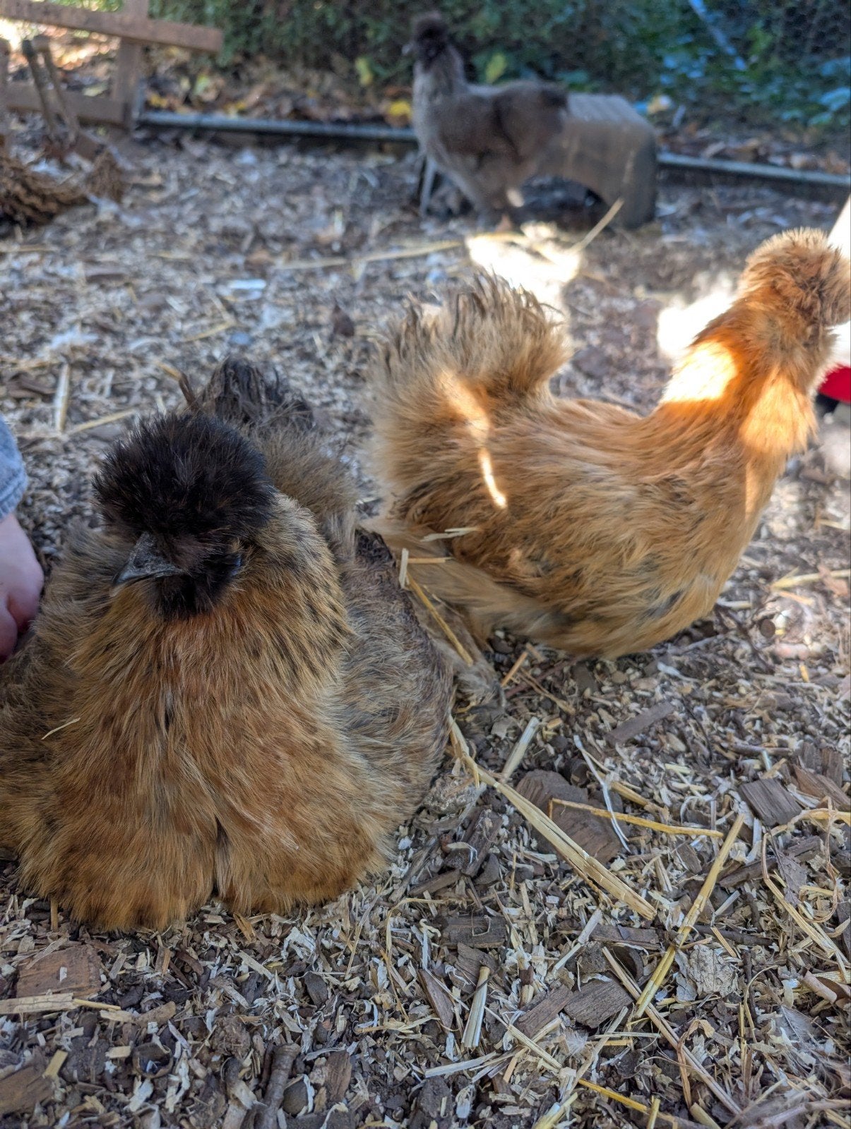 Zijdehoen hennetjes incl ren en kippenhok met Omlet deurtje, Vrouwelijk, Kip