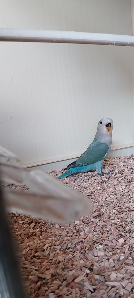 Jonge Agapornis Roseicollis Man, om tam te maken, Dieren en Toebehoren, Vogels | Parkieten en Papegaaien, Mannelijk, Dwergpapegaai of Agapornis