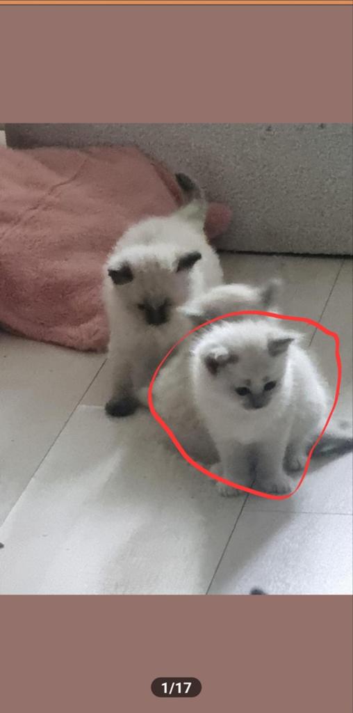 Ragdoll kitten te koop, Dieren en Toebehoren, Poes