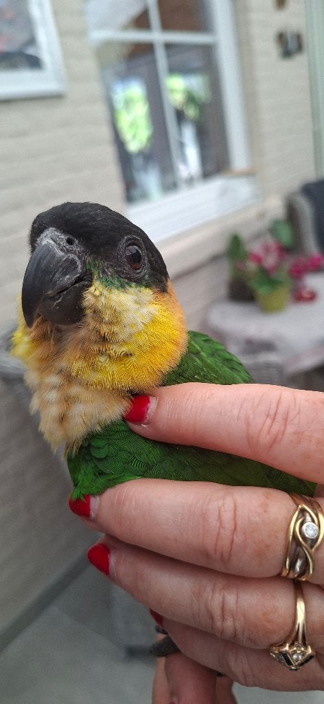 Tamme Zwartkop Caique's, Mannelijk, Dwergpapegaai of Agapornis, Geringd