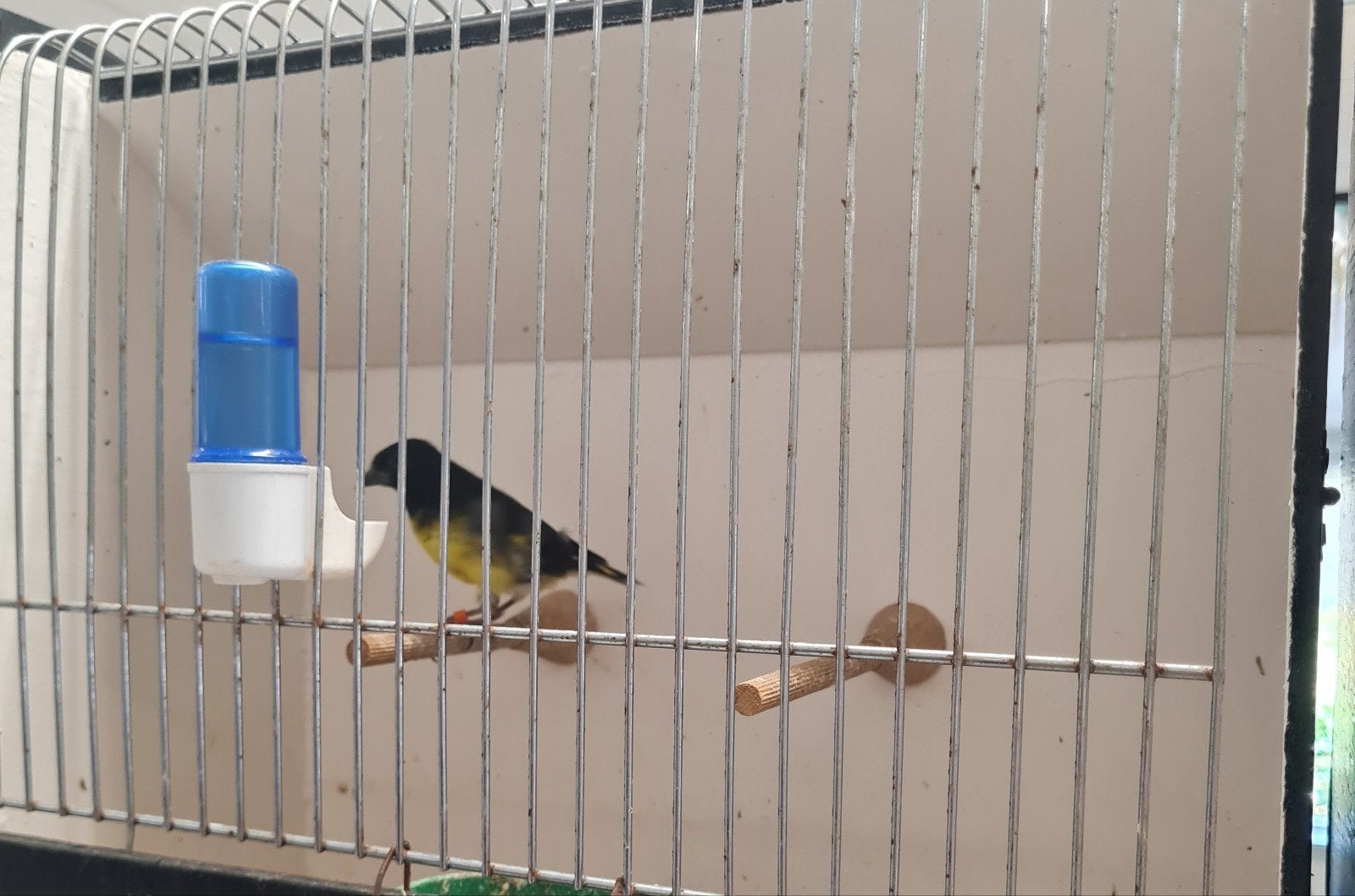Geelebuik sijs man, Mannelijk, Wildzangvogel