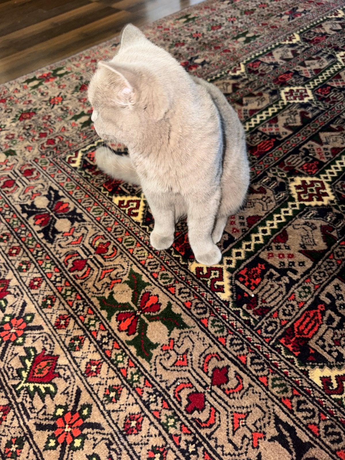 Britse Korthaar kitten, Dieren en Toebehoren, Poes, Ontwormd, 0 tot 2 jaar