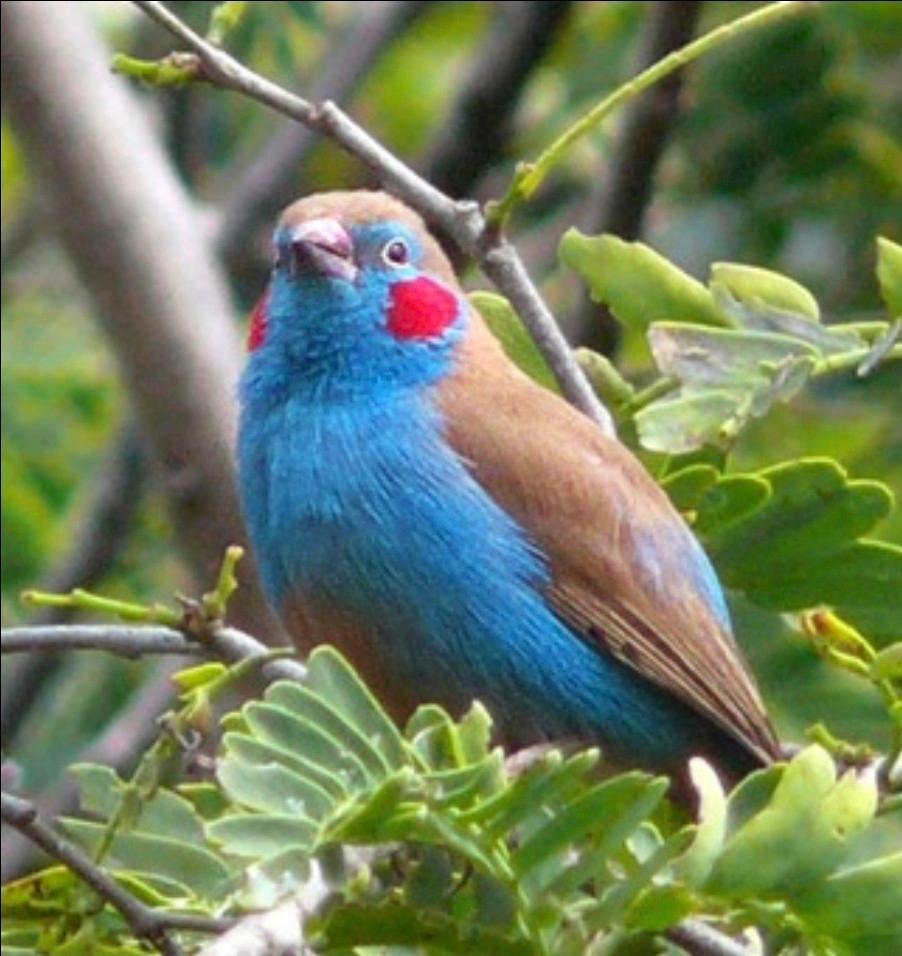 Mooie man roodwang blauwfazantje, Dieren en Toebehoren, Mannelijk, Tropenvogel