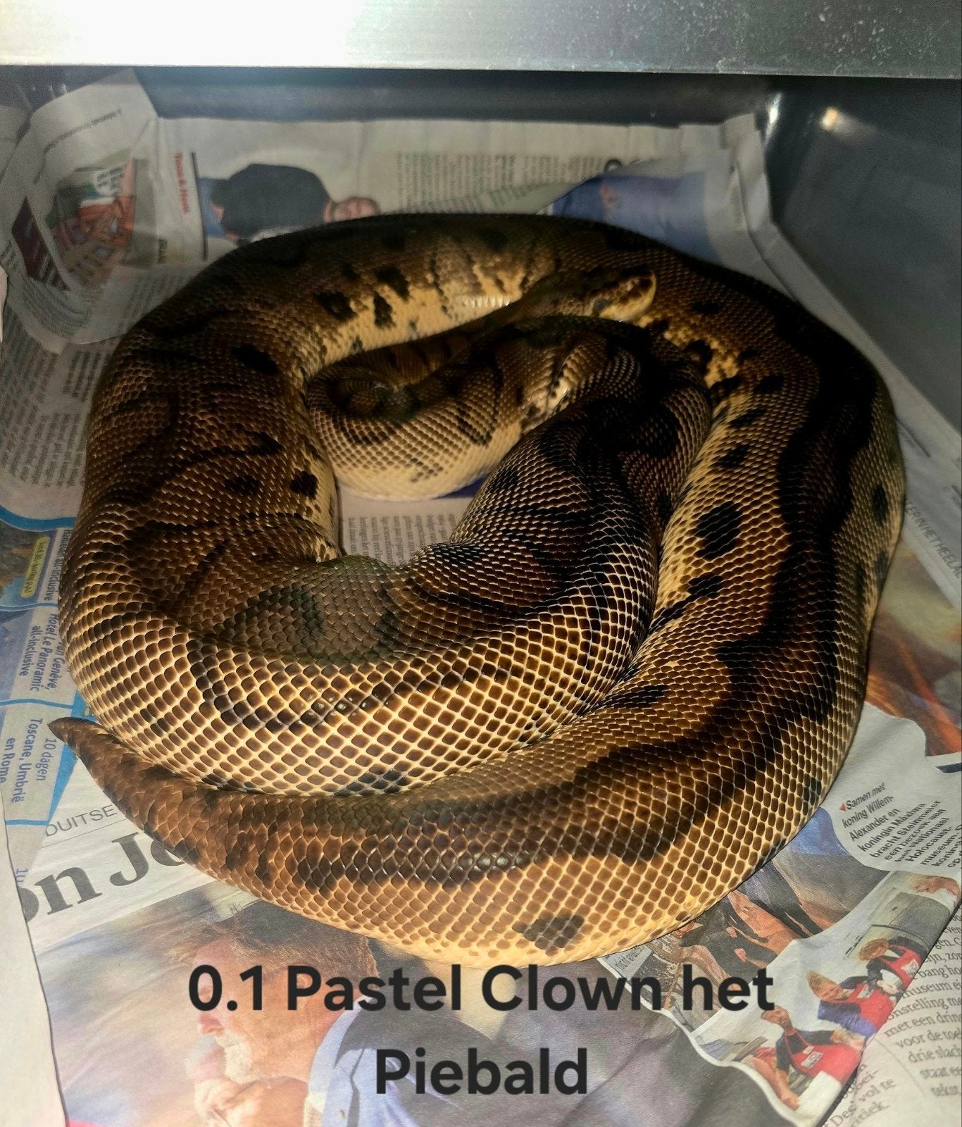 verschillende python regius, koningspythons, slang, Slang, 0 tot 2 jaar