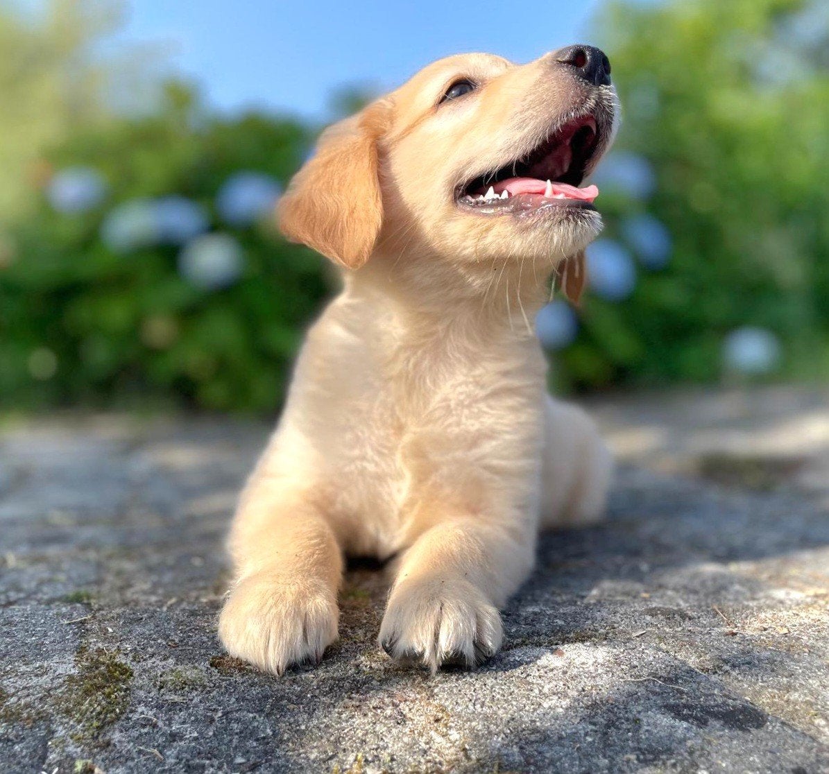 Golden Retriever pups x Friese Stabij pups, Nederland, Parvo, Overige rassen, 8 tot 15 weken
