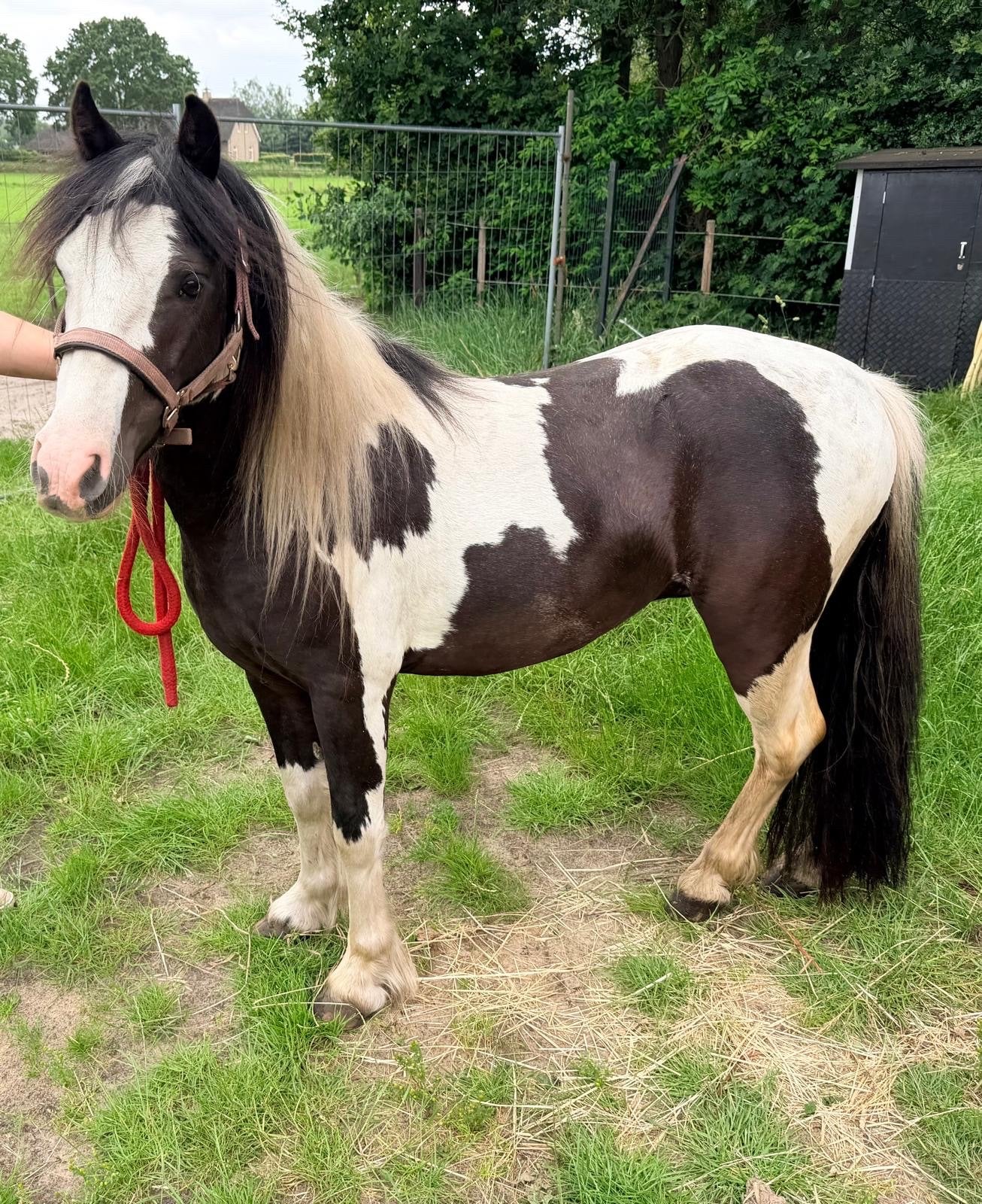 Mini tinker ruin onbeleerd, Dieren en Toebehoren, Pony's, Gechipt, Ruin, 3 tot 6 jaar, B pony (1.17m tot 1.27m)