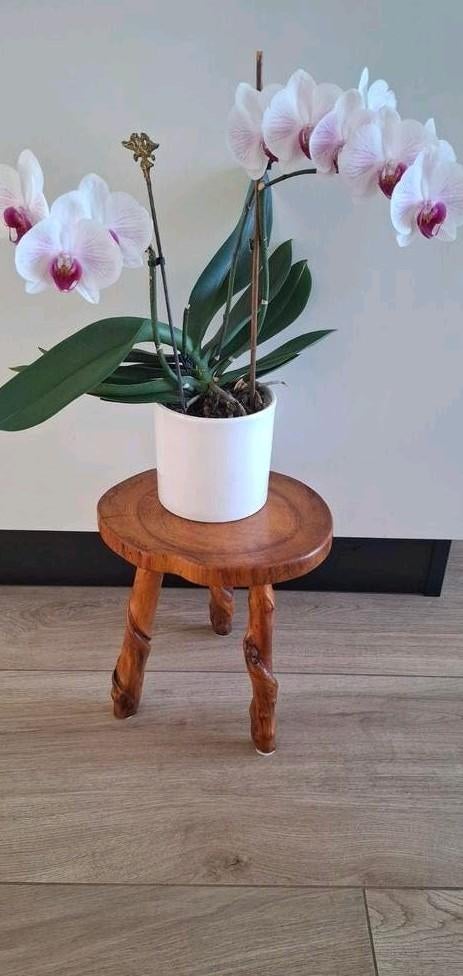 Driepoot Wijnstok Plantentafeltje Brutalistisch, Ophalen of Verzenden, Hout