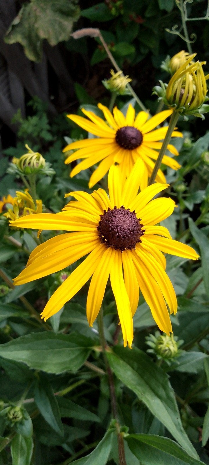Rudbeckia, Gele Zonnehoed, bio, Volle zon, Vaste plant, Zomer, Ophalen