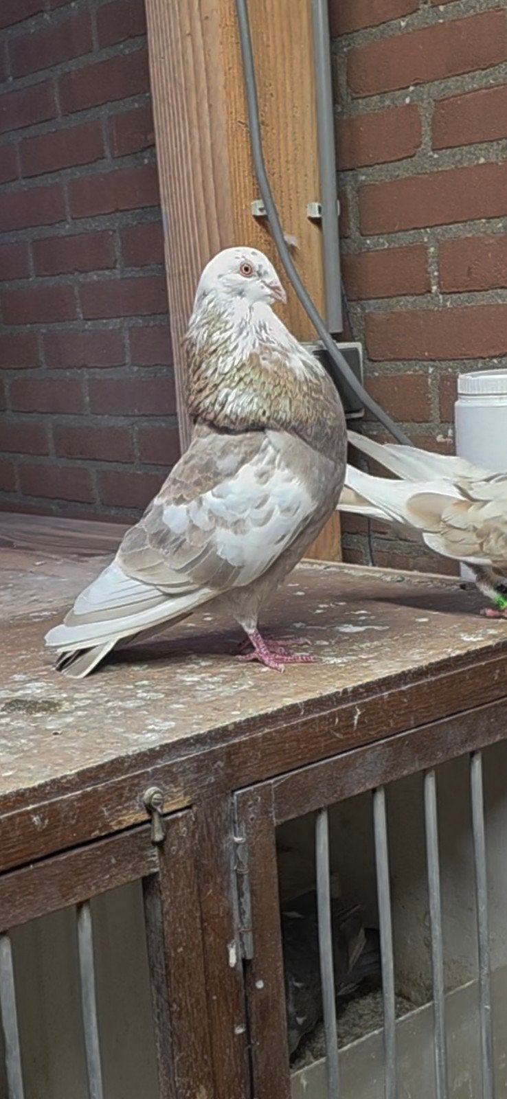 doffer, Dieren en Toebehoren, Mannelijk, Kropper