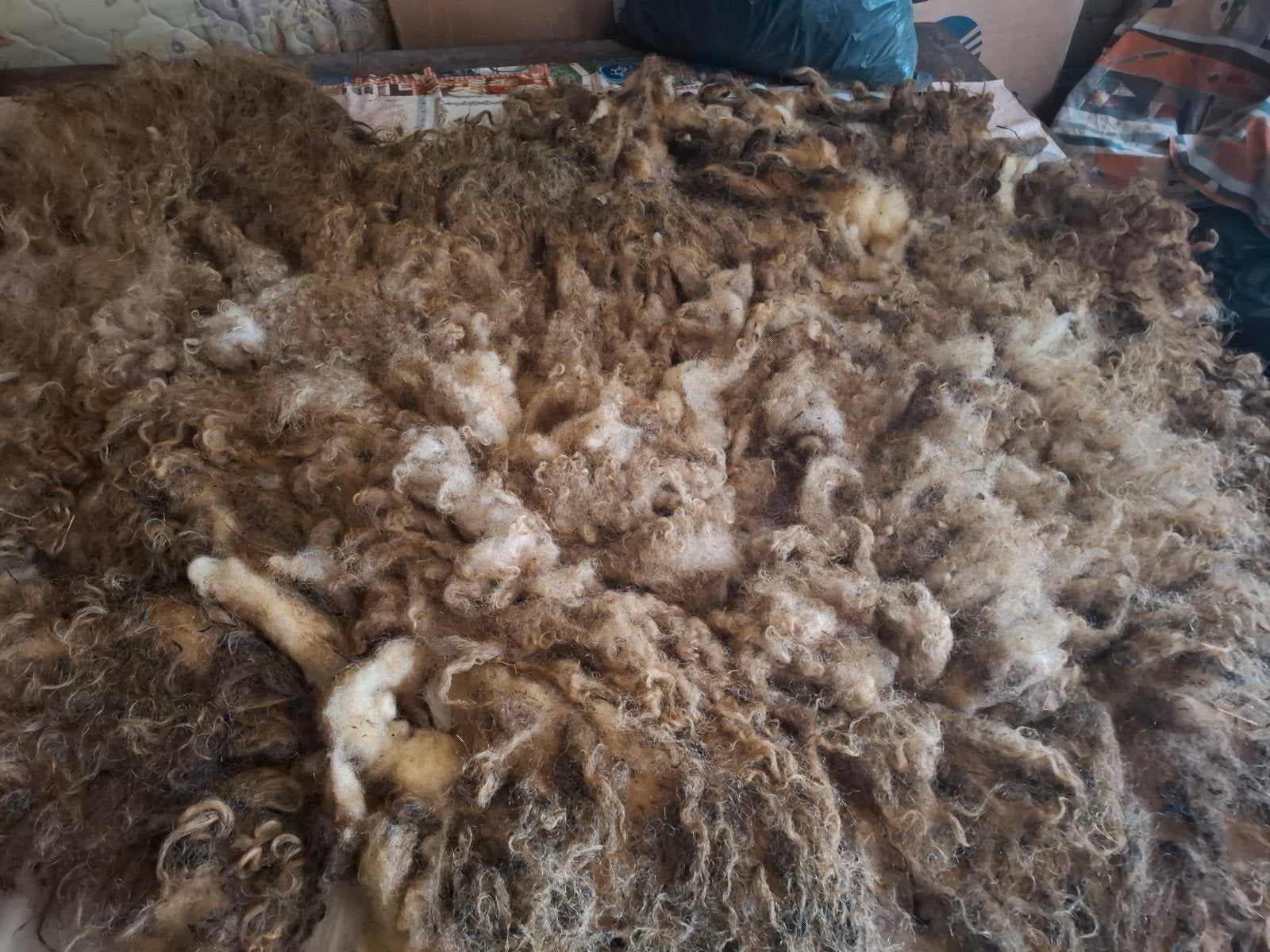 Ruwe vacht van Wallische Schwarznase,, Hobby en Vrije tijd, Spinnewielen en Spinnen, Ophalen of Verzenden, Nieuw, Spinwol