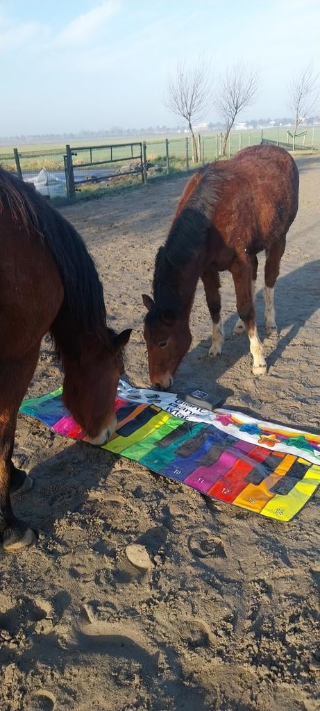 2025 Paint Minimal White Tobiano Hengst, Dieren en Toebehoren, Paarden, Gechipt, Minder dan 160 cm, 0 tot 2 jaar, Hengst