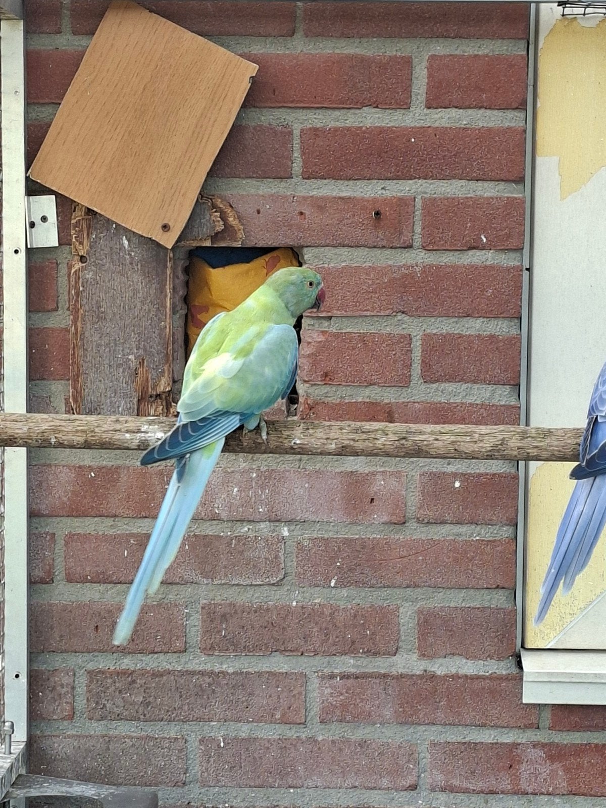 diverse jonge halsbanden niet tam, Dieren en Toebehoren, Meerdere dieren, Parkiet, Tam