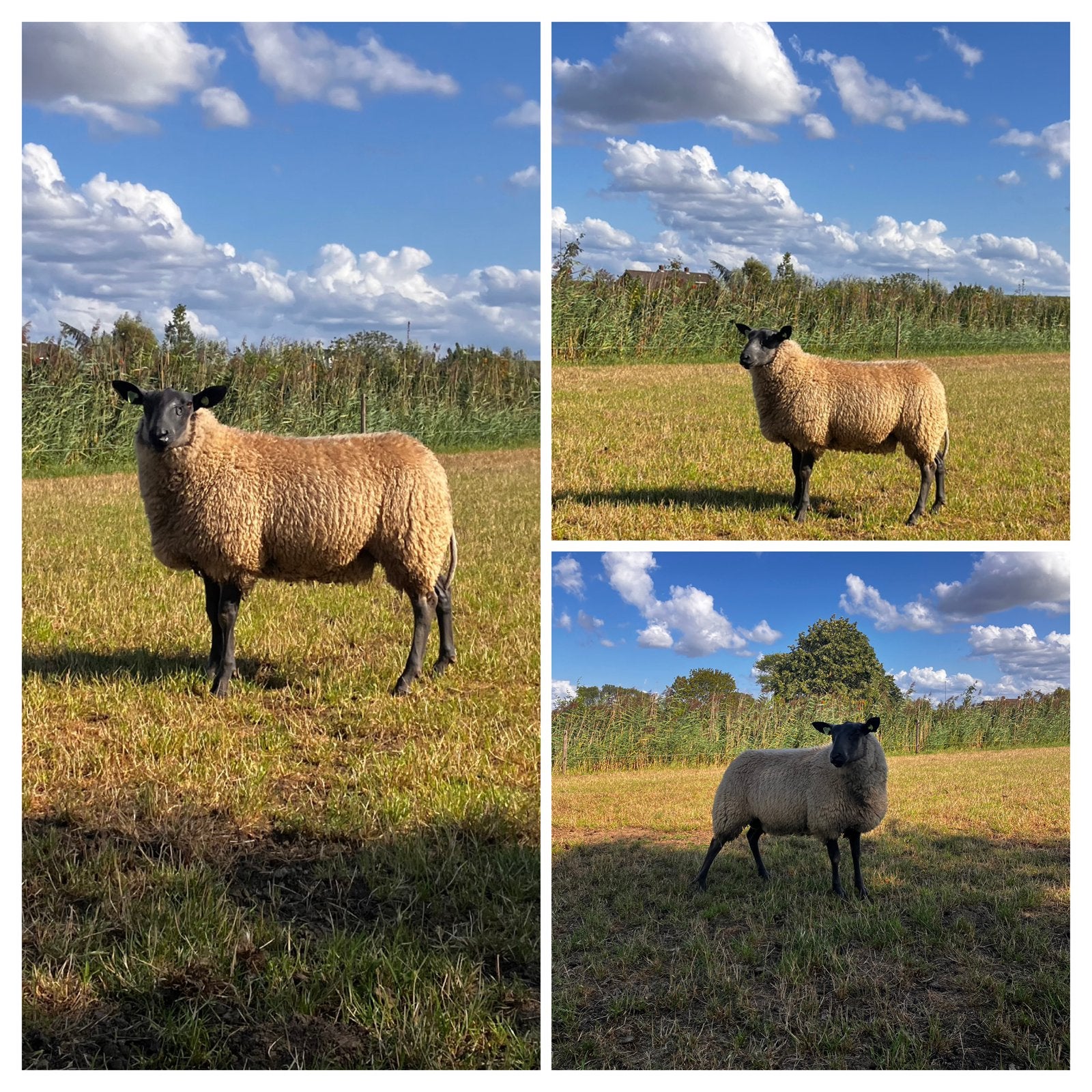 Bleu du Maine dekrammen en Bleudumaine ooilammeren, Dieren en Toebehoren