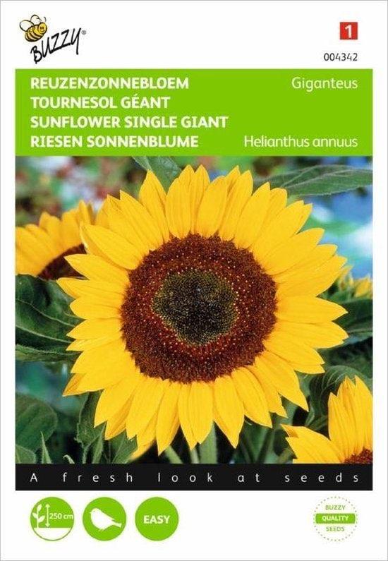 Reuzenzonnebloem - Giganteus, Verzenden, Volle zon, Zaad