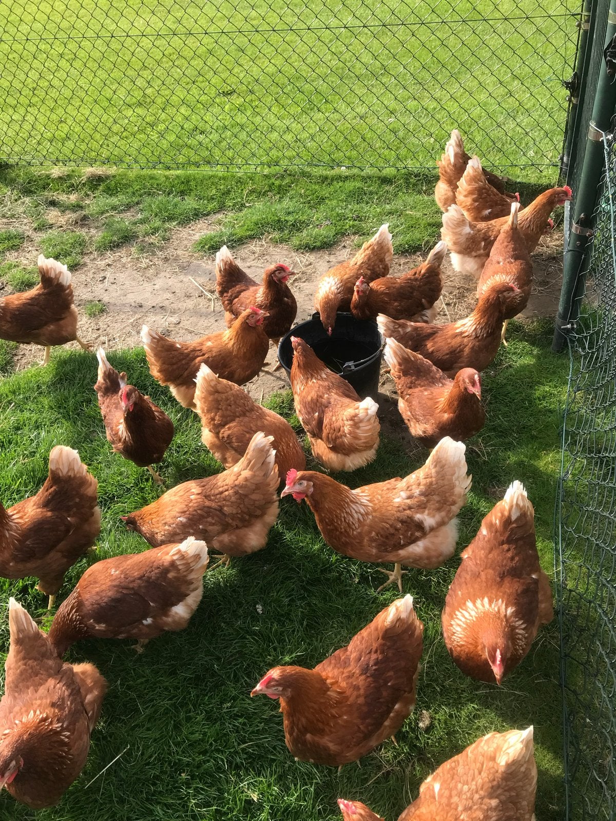 Jonge hennen legkippen lohmann en leghorn leghennen 19 weken, Dieren en Toebehoren, Pluimvee, Vrouwelijk, Kip