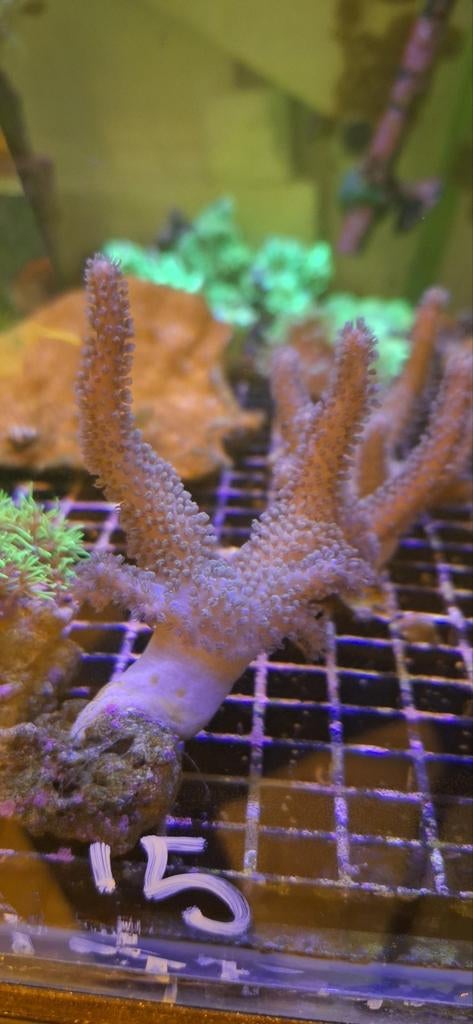 Duivelsklauw koraal zeewater aquarium, Overige typen