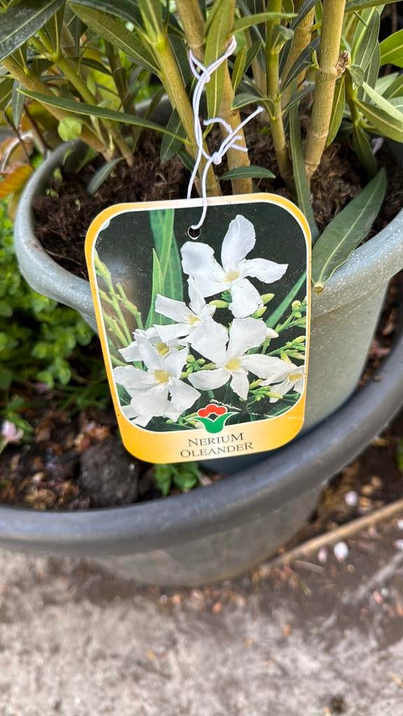 Oleanders italiaanse import 10 liter pot hoog 80/90, Tuin en Terras, Planten | Tuinplanten, Ophalen