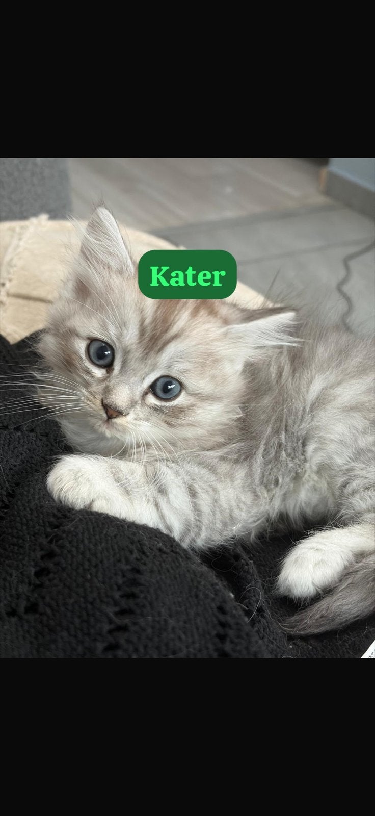 Britse langhaar /ragdoll kittens (UIT GETESTE OUDERS ), Meerdere dieren, 0 tot 2 jaar