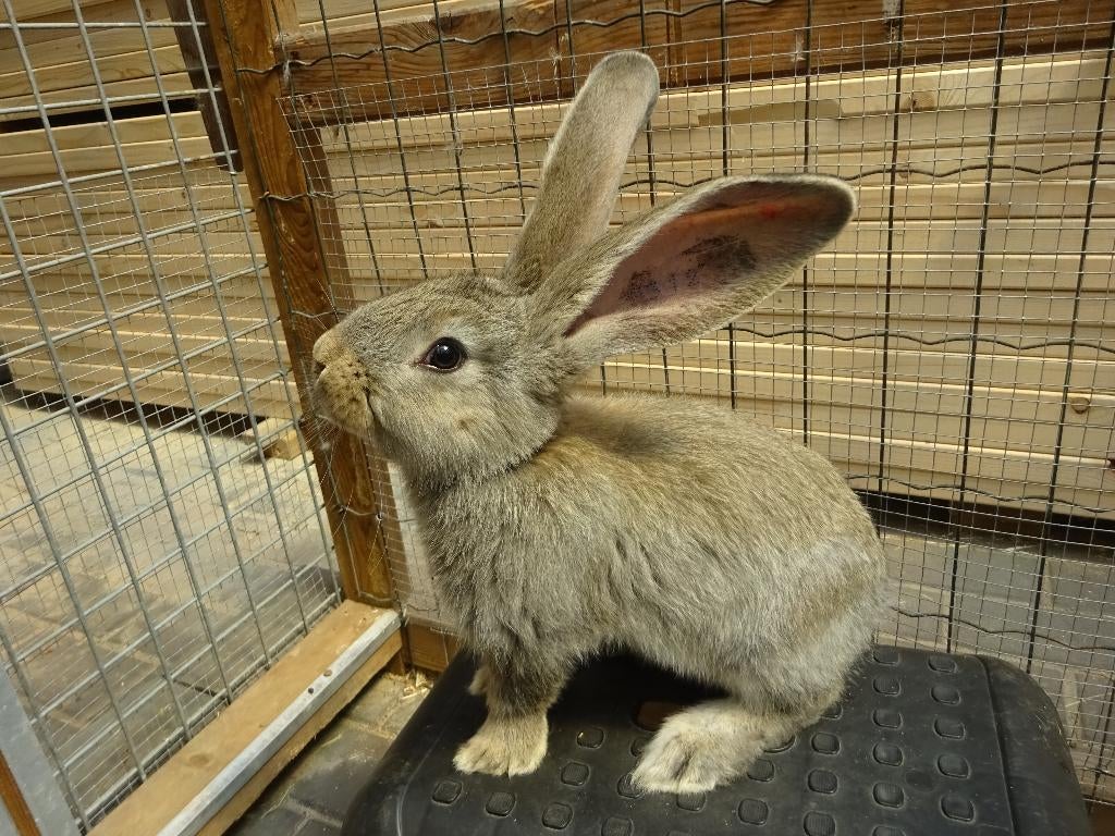 vlaamse reus voedsters 9 weken ingeënt, Dieren en Toebehoren, Konijnen, Vrouwelijk, Groot, 0 tot 2 jaar