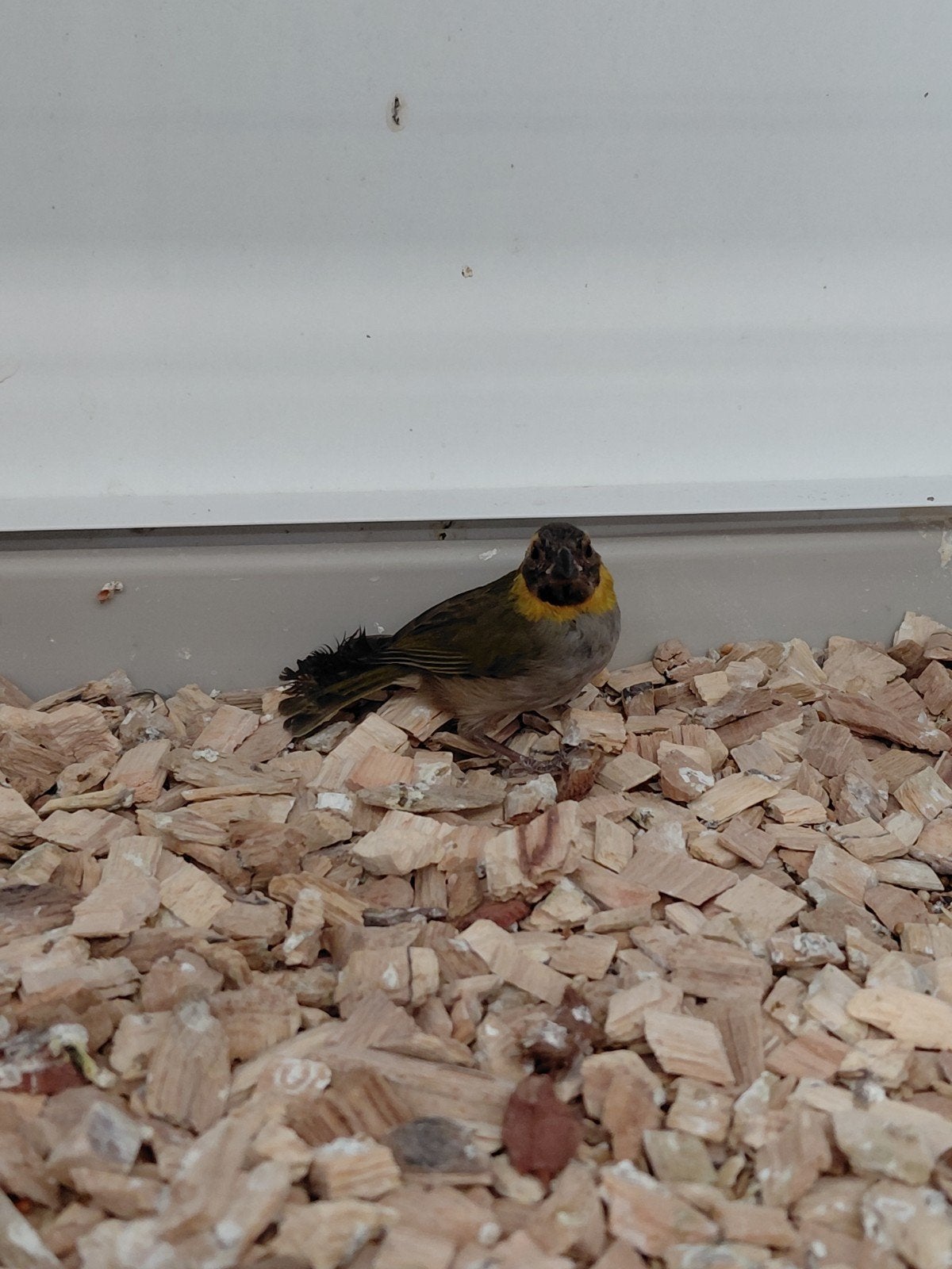 Cuba vink, Dieren en Toebehoren, Mannelijk