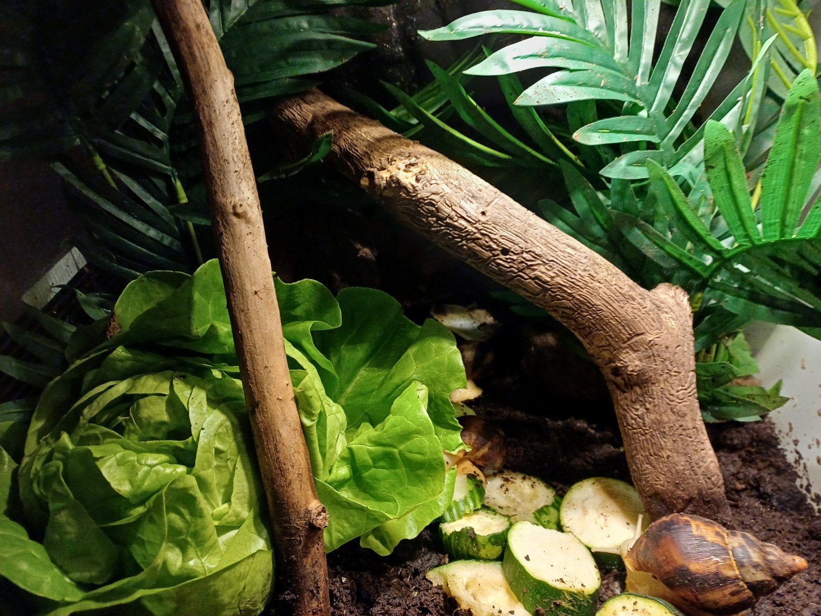 terrarium incl agaatslakken, Dieren en Toebehoren, Ophalen of Verzenden