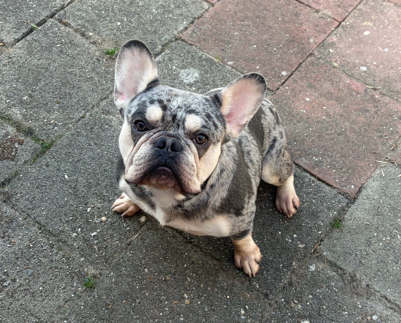 TeKoop Franse Bulldog Blue Tan Merle reu met Stamboom, Dieren en Toebehoren, Reu, 1 tot 2 jaar, Bulldog, Eén hond