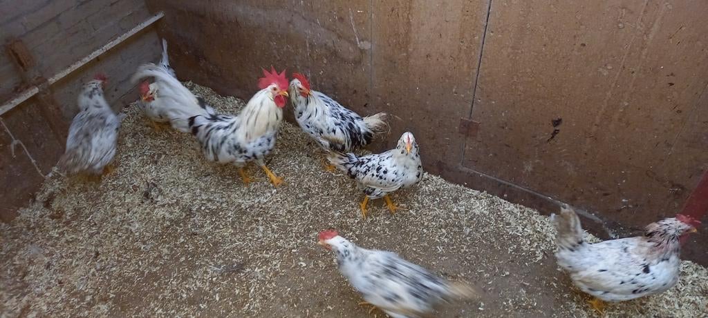 Broedeieren bonte leghorn, Geslacht onbekend, Kip