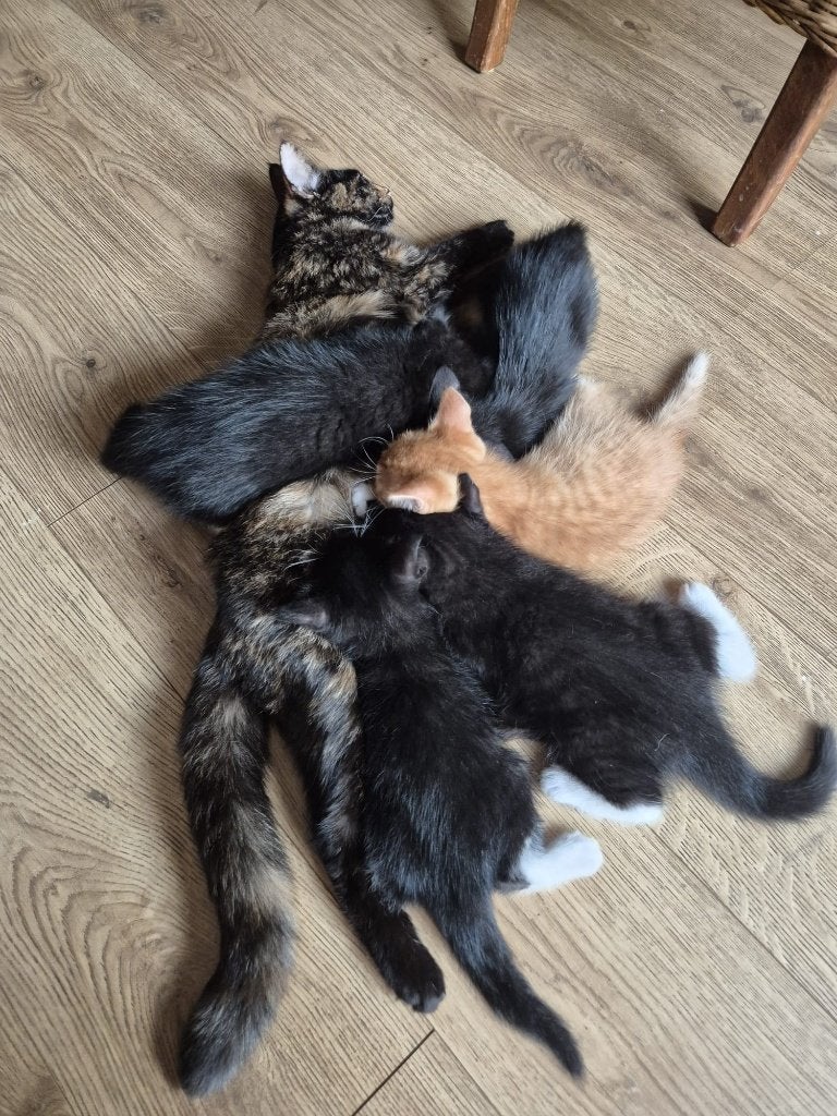 Mooie kittens - 4m en 1v, Meerdere dieren, Kortharig, 0 tot 2 jaar