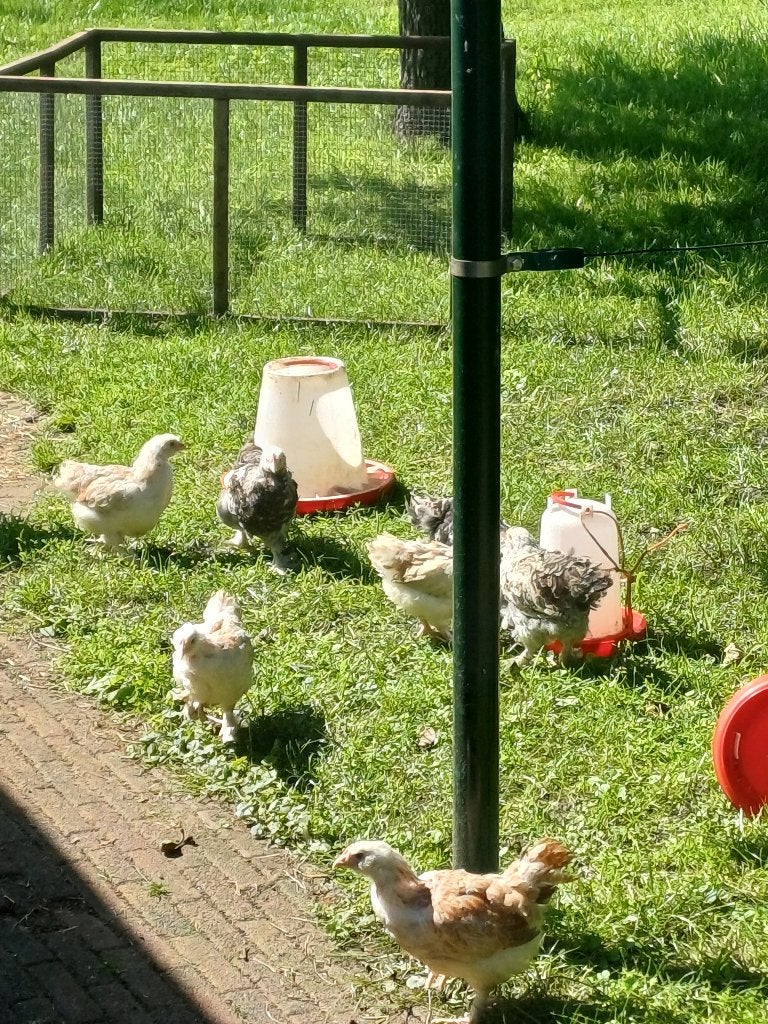 Faverolle Hennen groot, Dieren en Toebehoren, Vrouwelijk, Kip