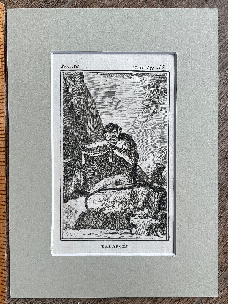 Dwergmeerkatten - Buffon 1770 aap / apen P0566-15, Ophalen of Verzenden, Ets, 1700 - 1799