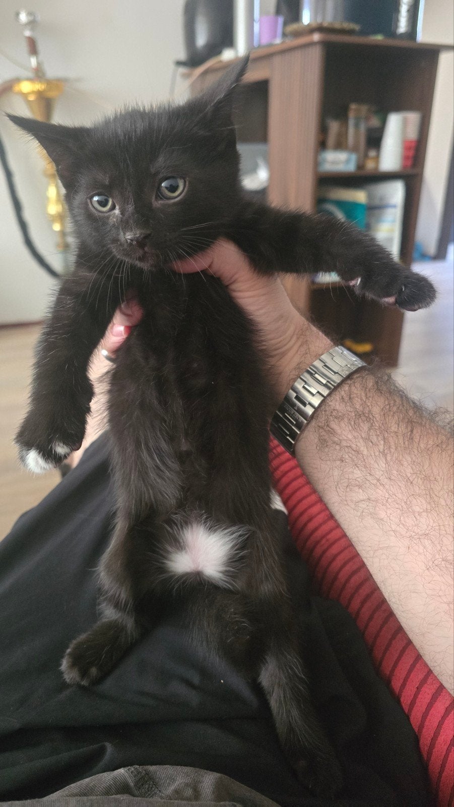 6 kittens, Dieren en Toebehoren, Katten en Kittens | Overige Katten, Meerdere dieren