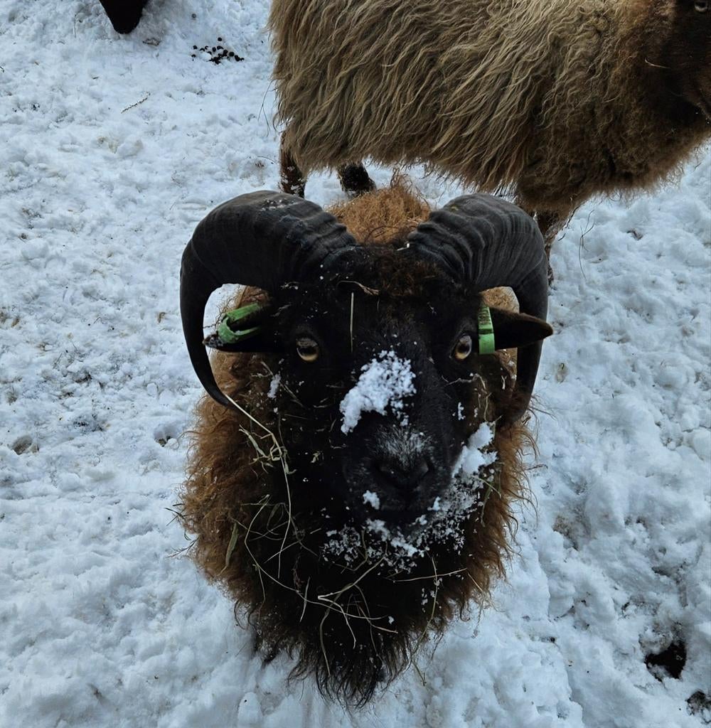 Ouessant ram stamboek - Freddy / dwergschaap / mini schaap, Dieren en Toebehoren, Mannelijk, Schaap