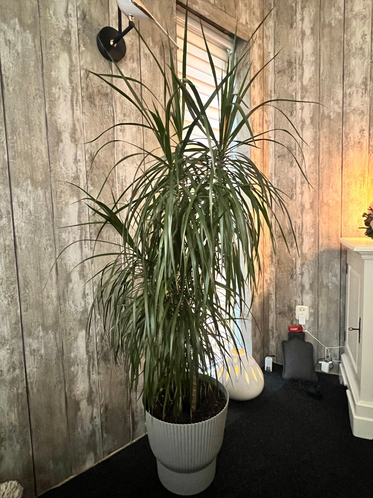 Grote Dracaena plant - 1.65m hoog, Ophalen, Overige soorten, Halfschaduw, In pot