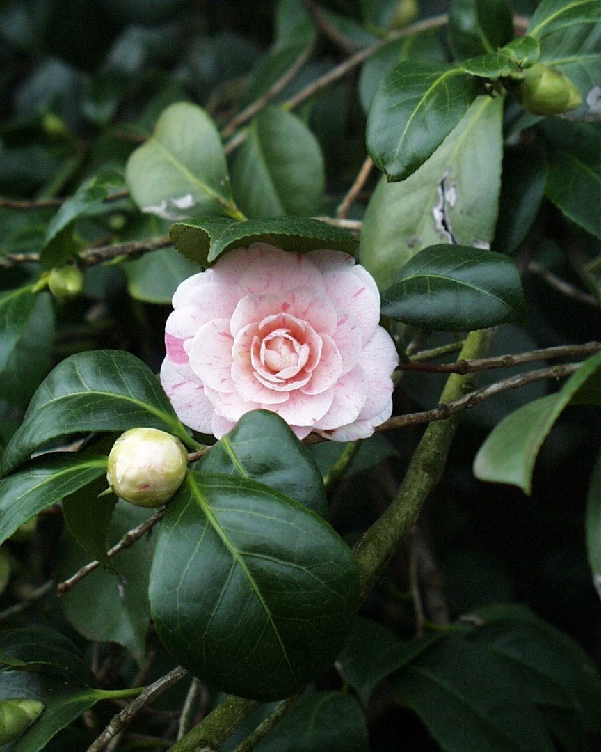 camellia japonica, Tuin en Terras, Planten | Struiken en Hagen, Ophalen, Overige soorten, Minder dan 100 cm