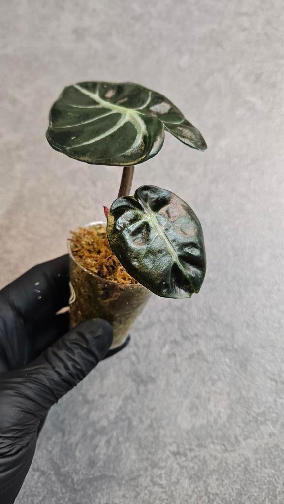 Alocasia Balloon Heart, Ophalen of Verzenden, Halfschaduw, Minder dan 100 cm