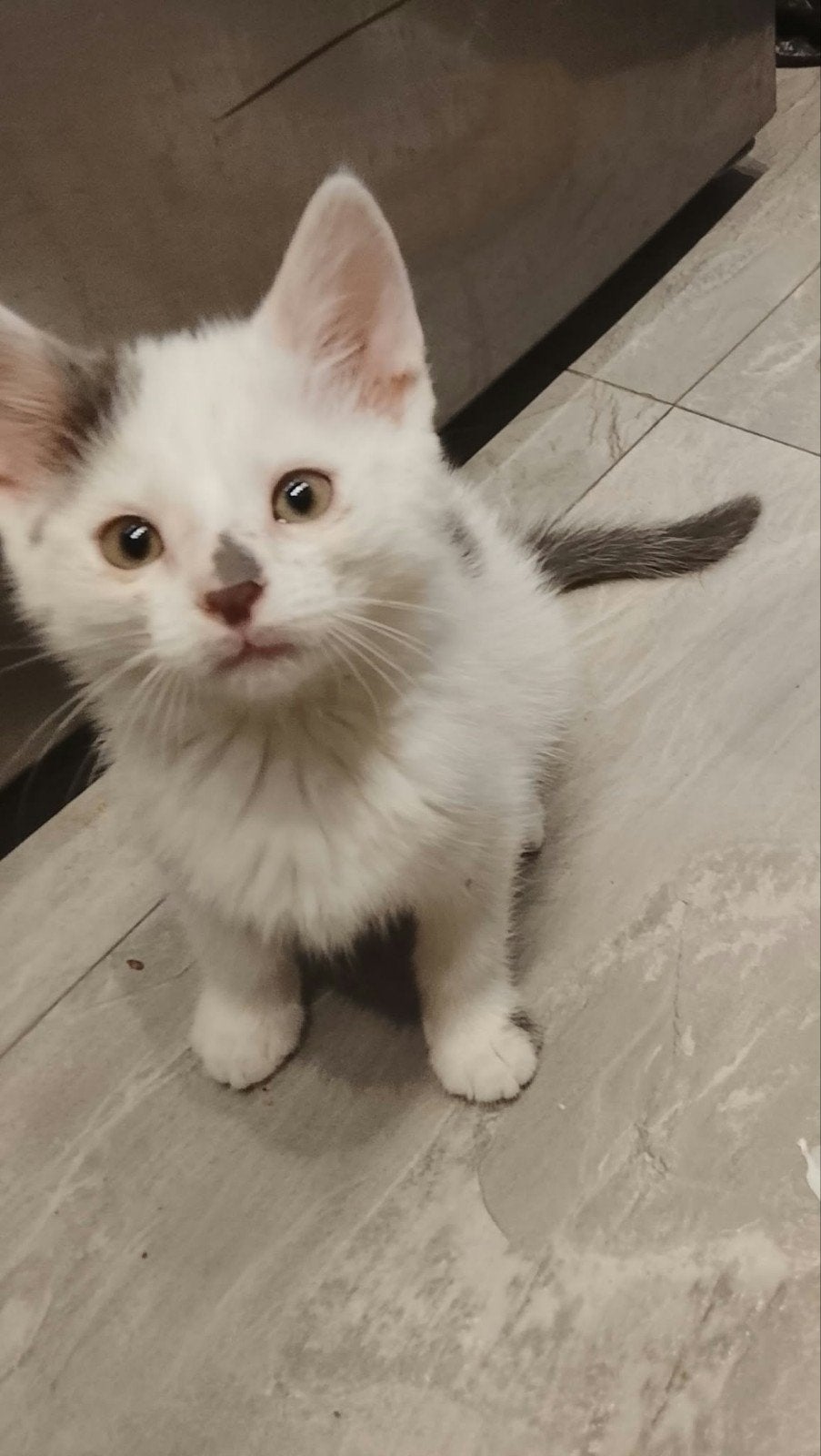 Lieve Kruising Ragdoll kittens, Meerdere dieren, Kortharig, 0 tot 2 jaar