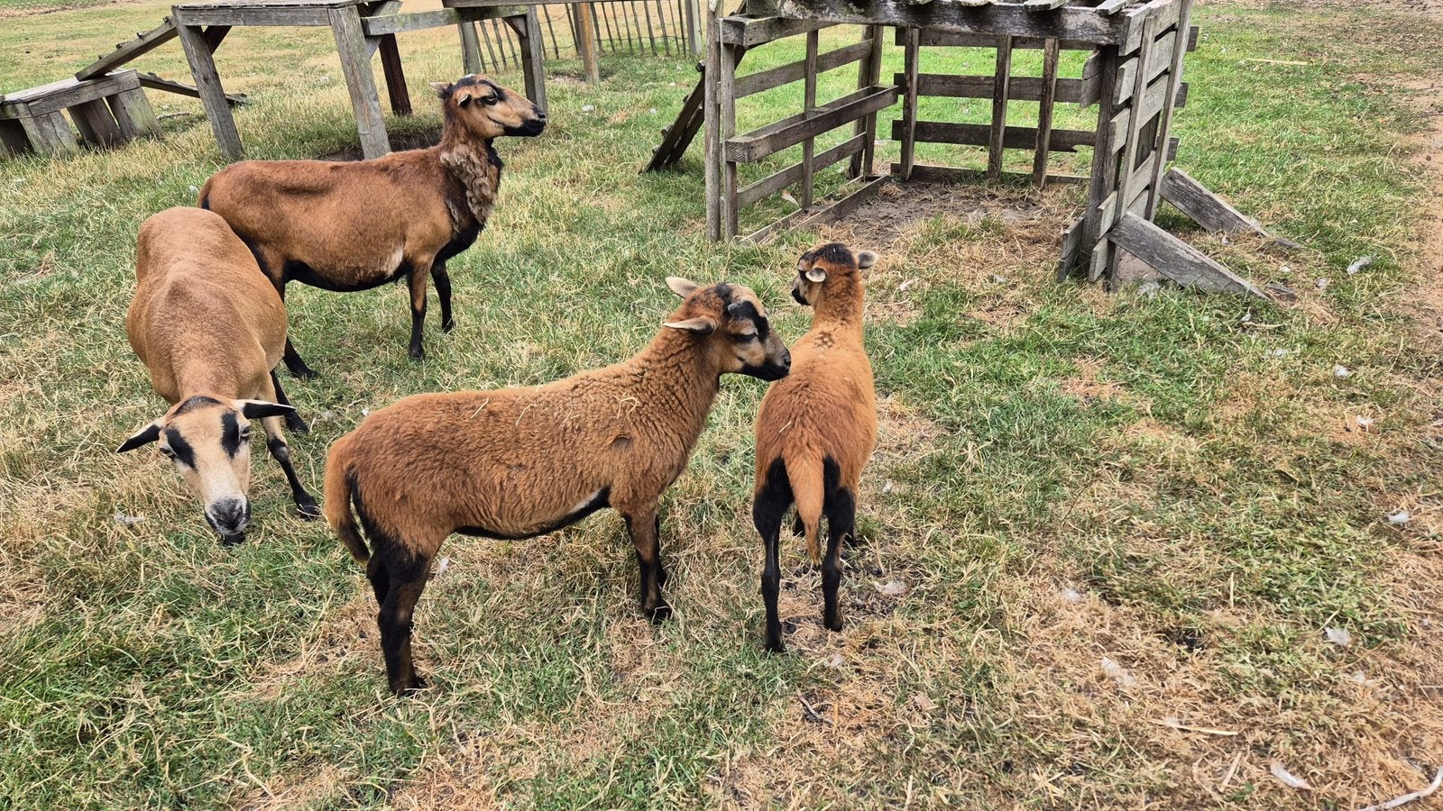 Kameroen schapen, Meerdere dieren, Schaap, 0 tot 2 jaar